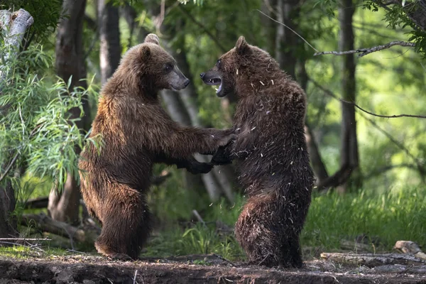 Dwa Niedźwiedzie Brunatne Stojące Tylnych Nogach Walczą Letnim Lesie Kamczatka — Zdjęcie stockowe