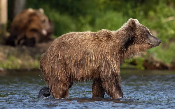 棕熊在河里捕鲑鱼 阳光灿烂的日子 棕熊在河里追大麻哈鱼 堪察加棕熊 Ursus Arctos Piscator 自然栖息地俄罗斯堪察加半岛 — 图库照片