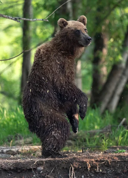 Brown Bear Standing Its Hind Legs Kamchatka Brown Bear Ursus — Stock Photo, Image