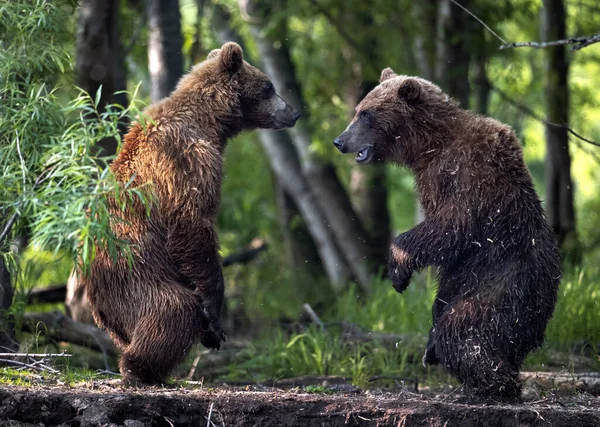 Två Brunbjörnar Slåss Skogen Står Bakbenen Kamtjatka Brunbjörn Ursus Arctos — Stockfoto