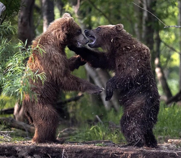 Twee Bruine Beren Vechten Het Bos Staande Achterpoten Kamchatka Bruine — Stockfoto