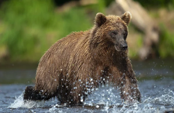 Bruine Beer Loopt Rivier Vist Zalm Bruine Beer Jaagt Voetbal — Stockfoto