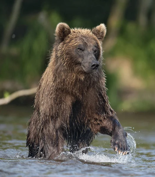 Коричневий Ведмідь Біжить Річці Ловить Лосося Коричневий Ведмідь Переслідує Сокей — стокове фото