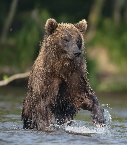 Oso Pardo Corriendo Por Río Pescando Salmón Oso Pardo Persiguiendo — Foto de Stock