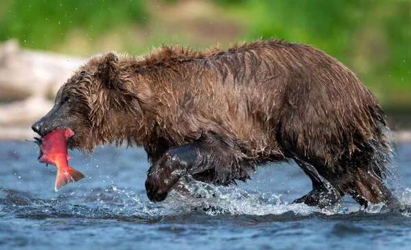 Brązowy Niedźwiedź Rybami Kamczatka Niedźwiedź Brunatny Połowów Łososia Rzece Dziki — Zdjęcie stockowe