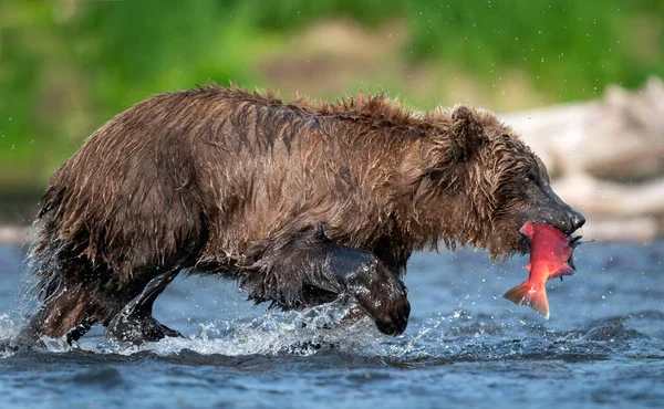 Bruine Beer Met Vis Kamchatka Bruine Beer Vissen Zalm Bij — Stockfoto