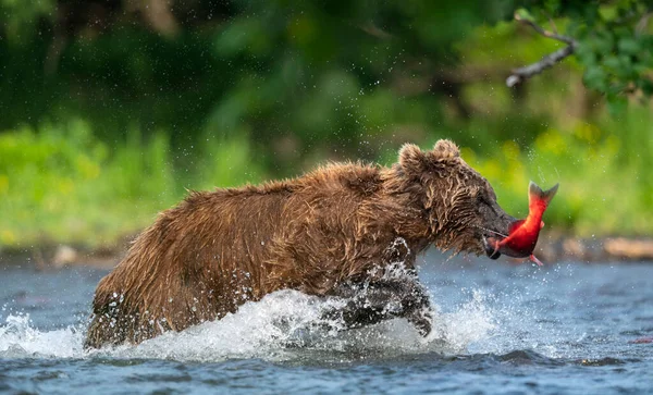 Correndo Urso Marrom Com Peixes Kamchatka Urso Marrom Pesca Salmão — Fotografia de Stock