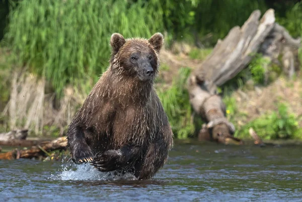 Brown Bear Running River Fishing Salmon Brown Bear Chasing Sockeye — Stock Photo, Image