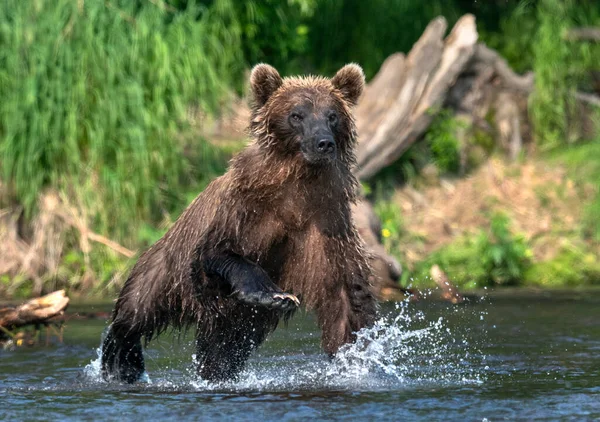 Urso Marrom Correndo Rio Pescando Salmão Urso Castanho Perseguindo Salmão — Fotografia de Stock