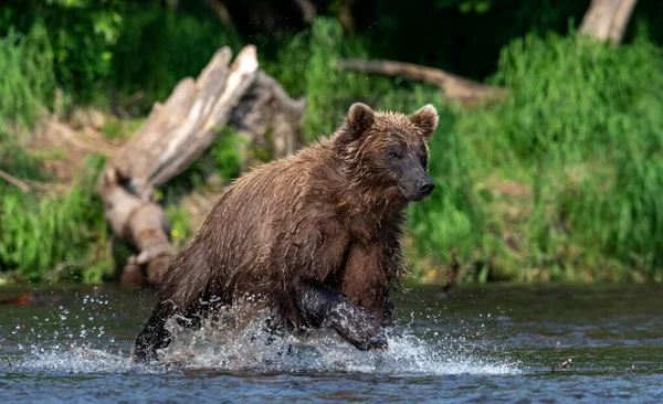 Medvěd Hnědý Běhá Řece Loví Lososa Medvěd Hnědý Honí Lososa — Stock fotografie
