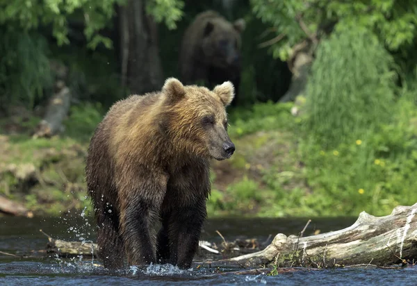 Brązowy Niedźwiedź Rzece Łowiący Łososia Brązowy Niedźwiedź Goniący Łososia Rzece — Zdjęcie stockowe