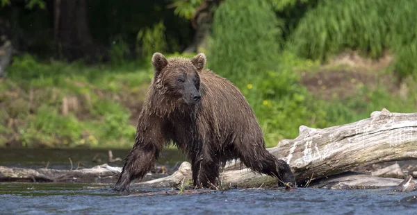 Bruine Beer Rivier Die Zalm Vist Zonnige Dag Bruine Beer — Stockfoto