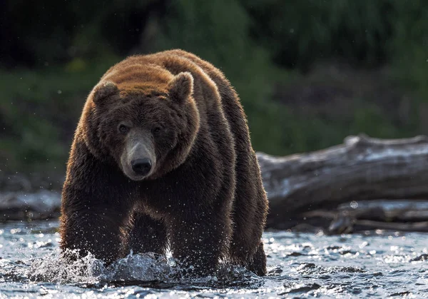 サケのための茶色のクマ釣りの野生の大人の男性 正面図 日没のバックライト ブラウンは川でソケーサーモンを追いかけている カムチャツカヒグマ Ursus Arctos Piscator 自然生息地 — ストック写真