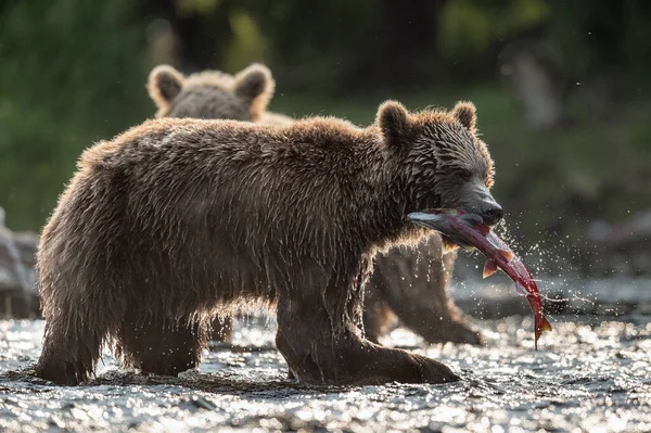 魚と茶色のクマのシルエット ブラウンは 川や釣りに歩いてクマ ザリガニの鮭をキャッチします 自然生息地 カムチャツカ ブラウン ベアー ウルス アルコス — ストック写真