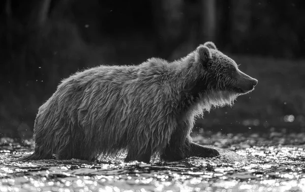 Brown Bear Walking River Fishing Salmon Side View Sunset Backlight — Stock Photo, Image