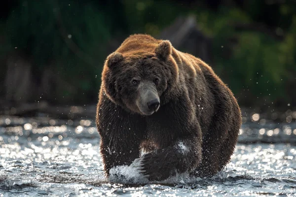 サケのための茶色のクマ釣りの野生の大人の男性 正面図 日没のバックライト ブラウンは川でソケーサーモンを追いかけている カムチャツカヒグマ Ursus Arctos Piscator 自然生息地 — ストック写真