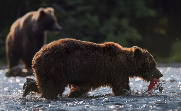 Sylwetka Niedźwiedzia Brunatnego Rybami Brązowy Niedźwiedź Spacerujący Rzece Łowiący Ryby — Zdjęcie stockowe
