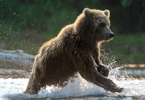 Brązowy Niedźwiedź Łowiący Łososia Brązowy Niedźwiedź Goniący Łososia Rzece Kamczatka — Zdjęcie stockowe