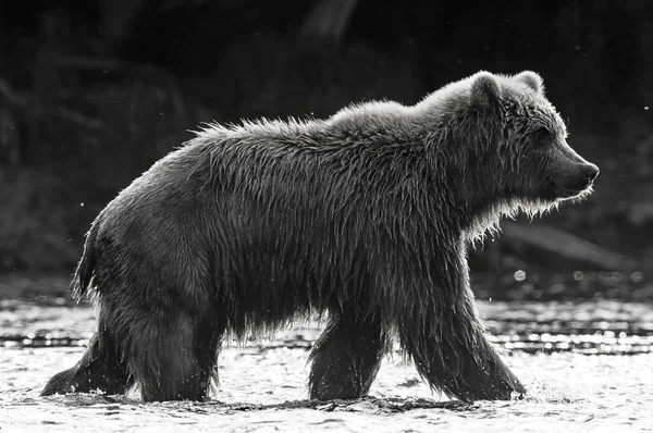 Medvěd Hnědý Kráčí Řece Loví Lososa Pohled Boku Podsvícení Západu — Stock fotografie