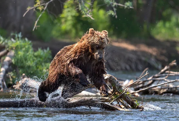 Brown bear jumping in the river and fishing for salmon. Brown bear chasing sockeye salmon at a river.  Kamchatka brown bear, Ursus Arctos Piscator. Natural habitat. Kamchatka, Russia.
