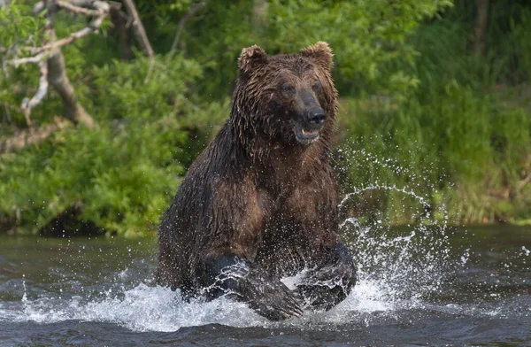 Brown Bear Running River Fishing Salmon Front View Brown Bear — Stock Photo, Image