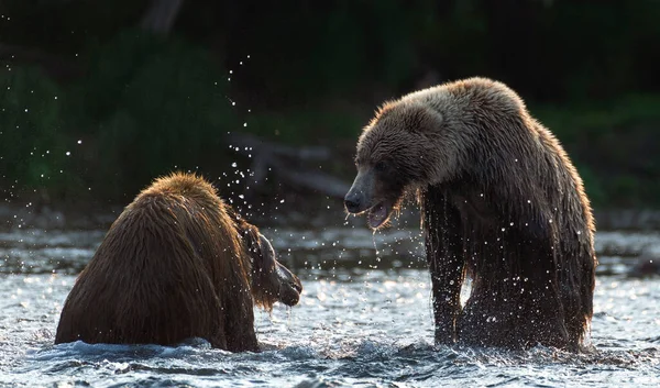 2頭の熊が後ろ足で立ち 森の中の川で戦っている カムチャツカ ブラウン ベアー ウルス アルコス ピシケータ 自然生息地 ロシアのカムチャッカ — ストック写真