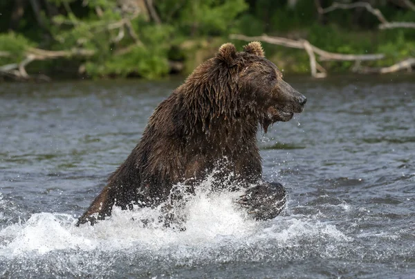 Brązowy Niedźwiedź Łowiący Łososia Brązowy Niedźwiedź Goniący Łososia Rzece Kamczatka — Zdjęcie stockowe