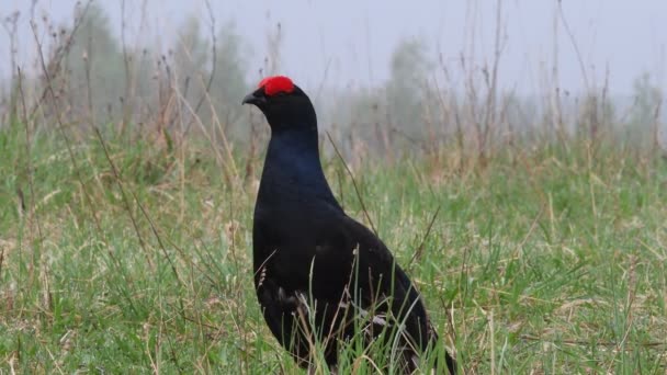 Hombre Urogallo Negro Lek Primer Plano Corta Distancia Tetrao Tetrix — Vídeos de Stock