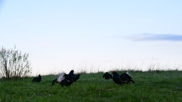 Negru Grouse Masculi Lyrurus Tetrix Lesă Sezonul Reproducere Locul Lui — Videoclip de stoc