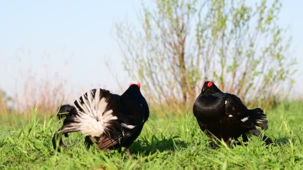 Varón Grouses Negros Lek Temporada Cría Sitio Lek Primavera Nombre — Vídeos de Stock