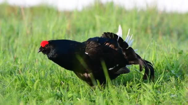 Man Black Grouse Lek Tetrao Tetrix Lyrurus Tetrix Avelssäsongen Hans — Stockvideo