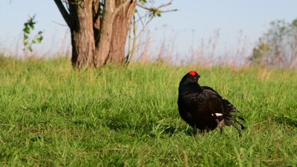 Man Black Grouse Lek Tetrao Tetrix Lyrurus Tetrix Avelssäsongen Hans — Stockvideo