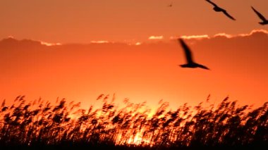 Günbatımını hızlandıran manzara. Sazlıklar rüzgarda sallanıyor. Uçan kuşların siluetleri. Görüntü zaman dilimi.