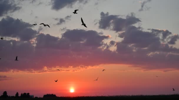 Zeitraffer Sonnenuntergang Oder Sonnenaufgang Landschaft Erstaunliches Licht Der Natur Bunter — Stockvideo