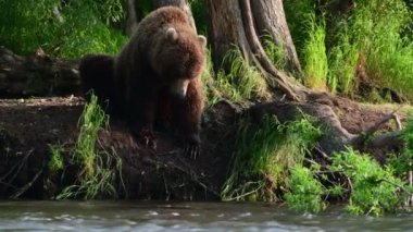 Nehirde somon balığı avlayan kahverengi ayı. Kamçatka kahverengi ayısı, Ursus Arctos Piscator. Doğal yaşam alanı. Güneş ışığı. Kamçatka, Rusya