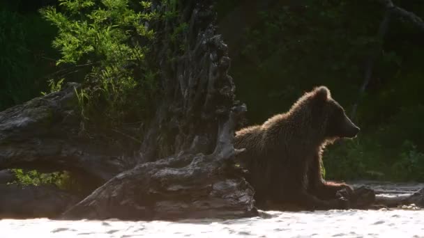 Brunbjörn Fiske Sockeye Lax Vid Flod Bakgrundsbelysning Vid Solnedgången Kamtjatka — Stockvideo