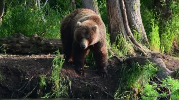 Nehirde Somon Balığı Avlayan Kahverengi Ayı Kamçatka Kahverengi Ayısı Ursus — Stok video