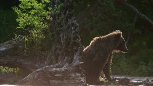 Καφετιά Αρκούδα Ψαρεύει Σολομό Ένα Ποτάμι Καμτσάτκα Καφέ Αρκούδα Επιστημονική — Αρχείο Βίντεο