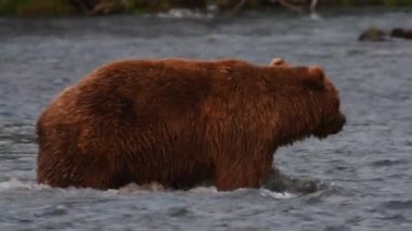 Nehirde somon balığı avlayan kahverengi ayı. Kamçatka kahverengi ayısı, bilimsel adı Ursus Arctos Piscator. Doğal yaşam alanı. Gün batımı ışığı. Kamçatka, Rusya