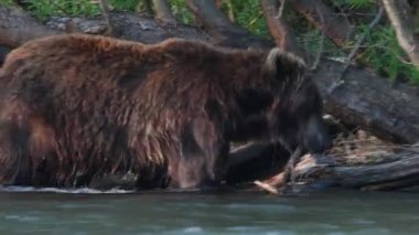 Nehirde somon balığı avlayan kahverengi ayı. Kamçatka kahverengi ayısı, bilimsel adı Ursus Arctos Piscator. Doğal yaşam alanı. Gün batımı ışığı. Kamçatka, Rusya