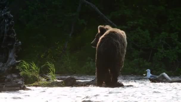 Braunbär Angelt Sockenaugenlachs Einem Fluss Braunbär Von Kamtschatka Wissenschaftlicher Name — Stockvideo