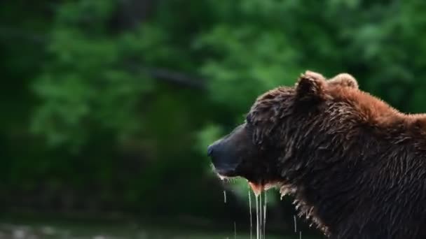 棕熊在河边钓鱼 这是一条大麻哈鱼 堪察加棕熊 Ursus Arctos Piscator 自然栖息地夕阳西下俄罗斯堪察加半岛 — 图库视频影像