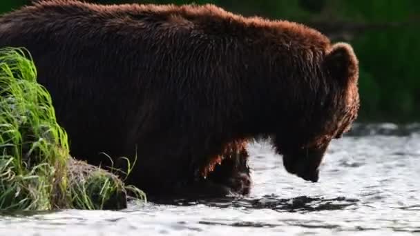 Medvěd Hnědý Ryby Kamčatka Medvěd Hnědý Loví Řeky Lososa Divoký — Stock video