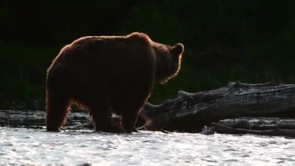 Bruine Beer Vissen Sockeye Zalm Bij Een Rivier Kamchatka Bruine — Stockvideo