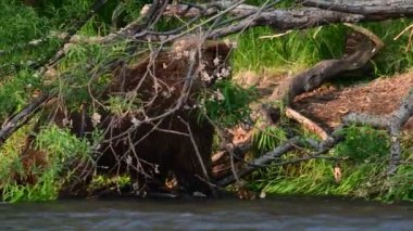 Nehirde somon balığı avlayan kahverengi ayı. Kamçatka kahverengi ayısı, bilimsel adı Ursus Arctos Piscator. Doğal yaşam alanı. Gün batımı ışığı. Kamçatka, Rusya