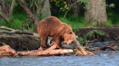 Nehirde somon balığı avlayan kahverengi ayı. Kamçatka kahverengi ayısı, bilimsel adı Ursus Arctos Piscator. Doğal yaşam alanı. Gün batımı ışığı. Kamçatka, Rusya