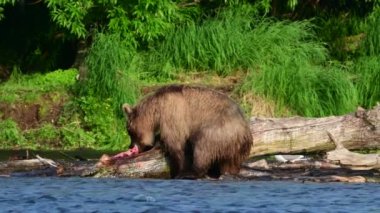 Kahverengi ayı balık yiyor. Kamçatka kahverengi ayısı nehirde somon balığı avlıyor. Vahşi kahverengi ayı ve Sockeye somonu yakalandı. Doğal yaşam alanı. Kamçatka, Rusya.