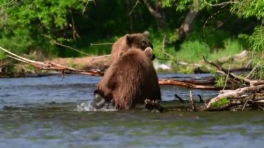 Kahverengi ayılar nehirde somon balığı avlıyor. Kamçatka kahverengi ayısı, bilimsel adı Ursus Arctos Piscator. Doğal yaşam alanı. Gün batımı ışığı. Kamçatka, Rusya