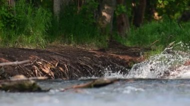 Nehirde somon balığı avlayan kahverengi ayı. Kamçatka kahverengi ayısı, bilimsel adı Ursus Arctos Piscator. Doğal yaşam alanı. Gün batımı ışığı. Kamçatka, Rusya