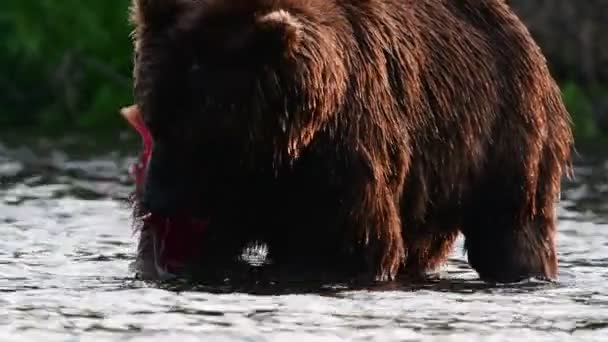 Oso Pardo Comiendo Pescado Kamchatka Oso Pardo Pesca Salmón Río — Vídeos de Stock